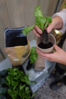 ROOT Biohumus 4L KRAV - För starkare rötter - Nelson Garden