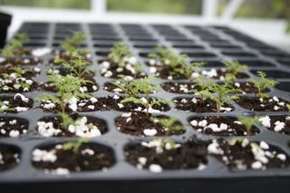 Perlite 6 L - Jordförbättring - Nelson Garden