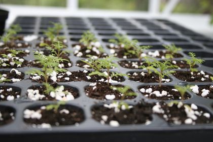 Perlite för luftigare jord