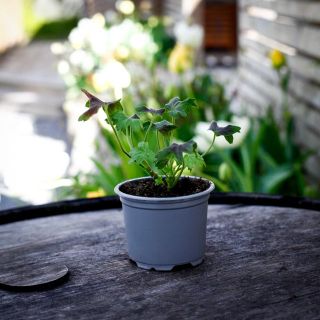 Pelargonium 'Asarnas Oden' 8 cm
