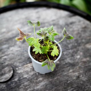 Pelargonium 'Asarnas Oden' 8 cm