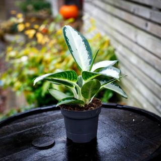 Aglaonema 'Silver Blue' 12 cm