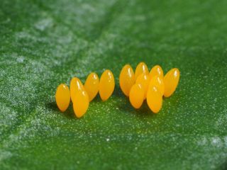 Nyckelpigslarver mot bladlöss – Adalia bipunctata 100 st
