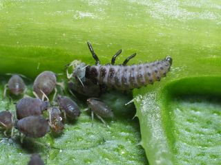 Nyckelpigslarver mot bladlöss – Adalia bipunctata 100 st