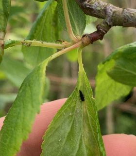 Nyckelpigslarver mot bladlöss – Adalia bipunctata 100 st