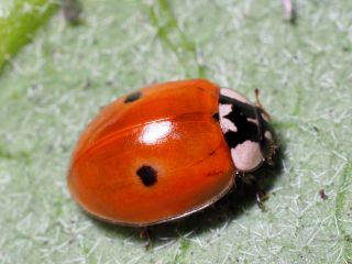 Nyckelpigslarver mot bladlöss – Adalia bipunctata 100 st