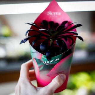 Aeonium 'Schwarzkopf' 8,5 cm
