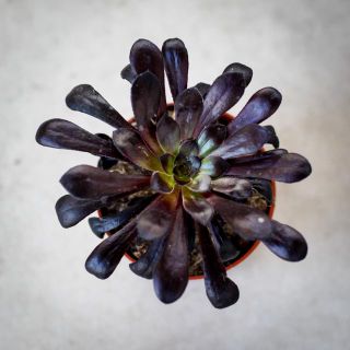 Aeonium 'Schwarzkopf' 8,5 cm