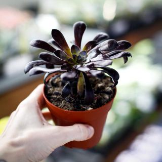 Aeonium 'Schwarzkopf' 8,5 cm