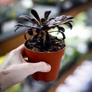 Aeonium 'Schwarzkopf' 8,5 cm