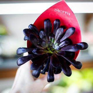 Aeonium 'Schwarzkopf' 8,5 cm