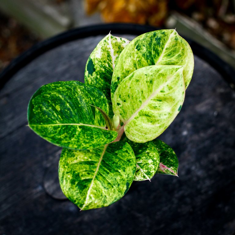 Aglaonema 'Apple Fantasy' 12 cm