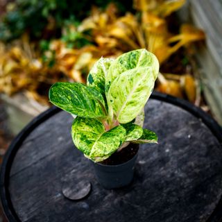 Aglaonema 'Apple Fantasy'