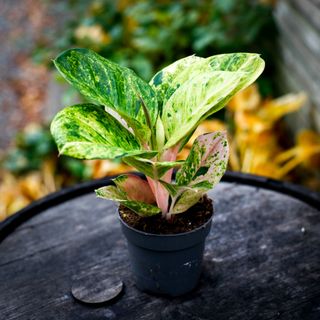 Aglaonema 'Apple Fantasy'