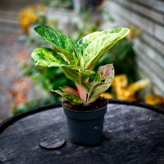 Aglaonema 'Apple Fantasy'