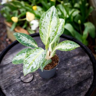 Aglaonema 'Arctic Lime' 12 cm