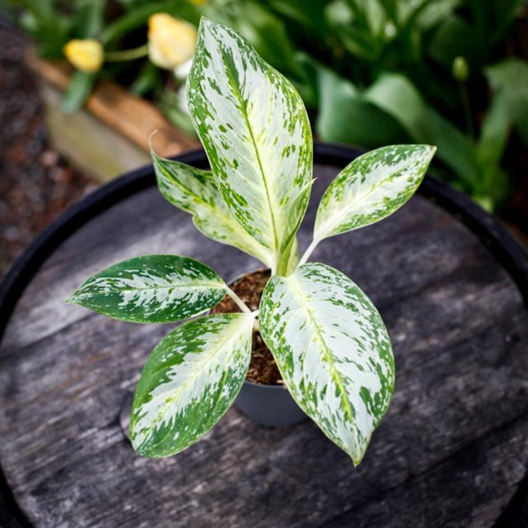 Aglaonema 'Arctic Lime' 12 cm KAMPANJ