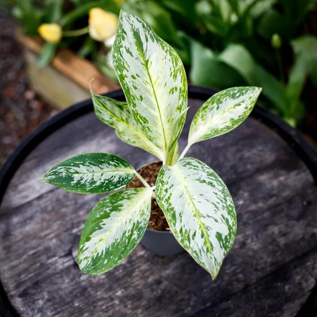 Aglaonema Arctic Lime i kruka