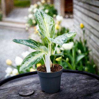 Aglaonema 'Arctic Lime' 12 cm