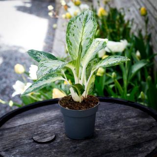Aglaonema 'Arctic Lime' 12 cm