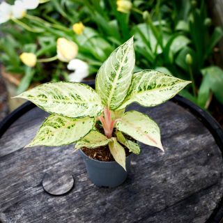 Aglaonema 'Chartreuse Pretty' 12 cm