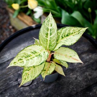Aglaonema 'Chartreuse Pretty' 12 cm