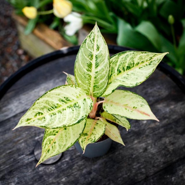 Aglaonema 'Chartreuse Pretty' 12 cm KAMPANJ
