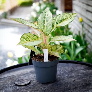 Aglaonema 'Chartreuse Pretty' 12 cm