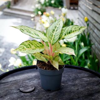 Aglaonema 'Chartreuse Pretty' 12 cm