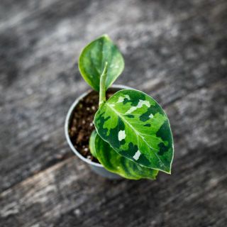 Aglaonema 'Tricolor' 6 cm