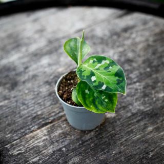 Aglaonema 'Tricolor' 6 cm