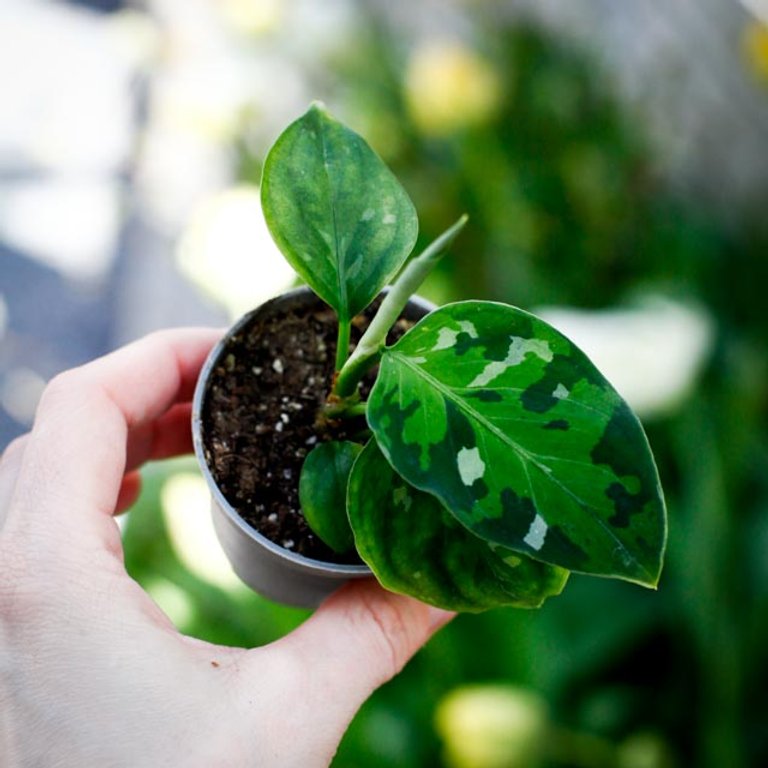Aglaonema 'Tricolor' 6 cm