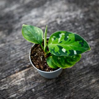 Aglaonema 'Tricolor' 6 cm