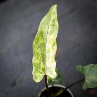 Alocasia lauterbachiana 'Variegata'