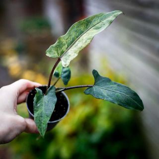 Alocasia lauterbachiana 'Variegata'