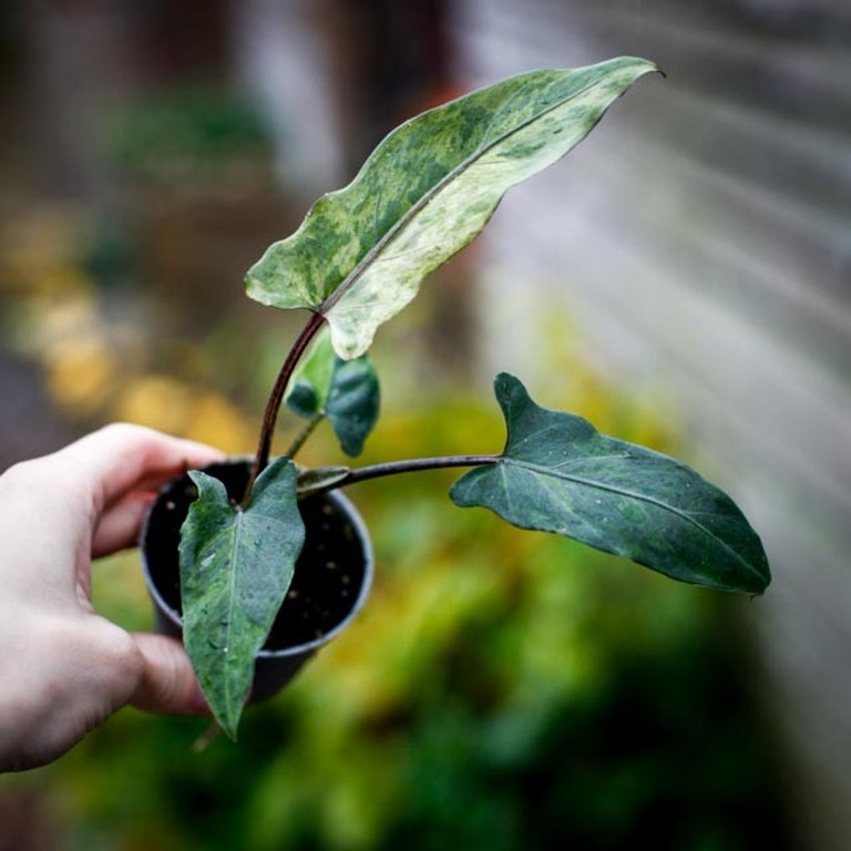 Alocasia lauterbachiana 'Variegata' 6 cm