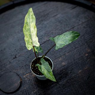 Alocasia lauterbachiana 'Variegata'