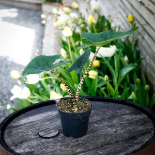 Alocasia 'Little Zebrina'