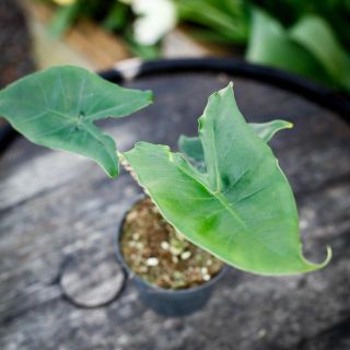 Alocasia 'Little Zebrina'