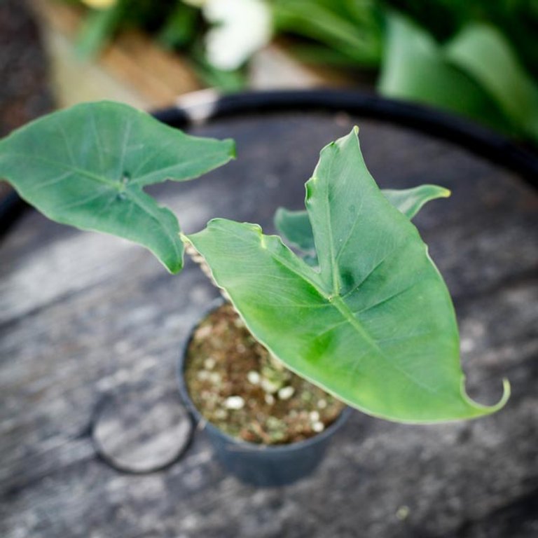 Alocasia 'Little Zebrina'