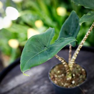 Alocasia 'Little Zebrina'