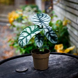 Alocasia 'Silver Dragon' 11 cm