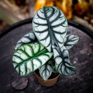 Alocasia 'Silver Dragon' 11 cm
