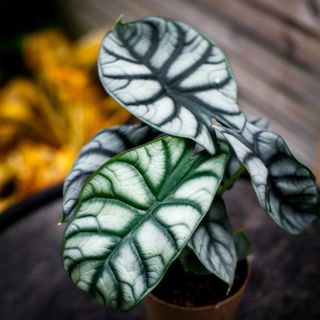 Alocasia 'Silver Dragon' 11 cm