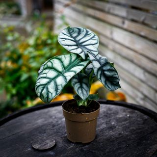 Alocasia 'Silver Dragon' 11 cm