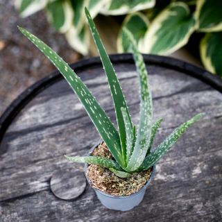 Aloe Vera 12 cm