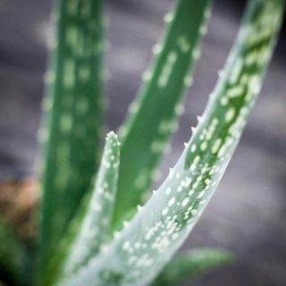 Aloe Vera 12 cm