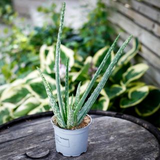 Aloe Vera 12 cm