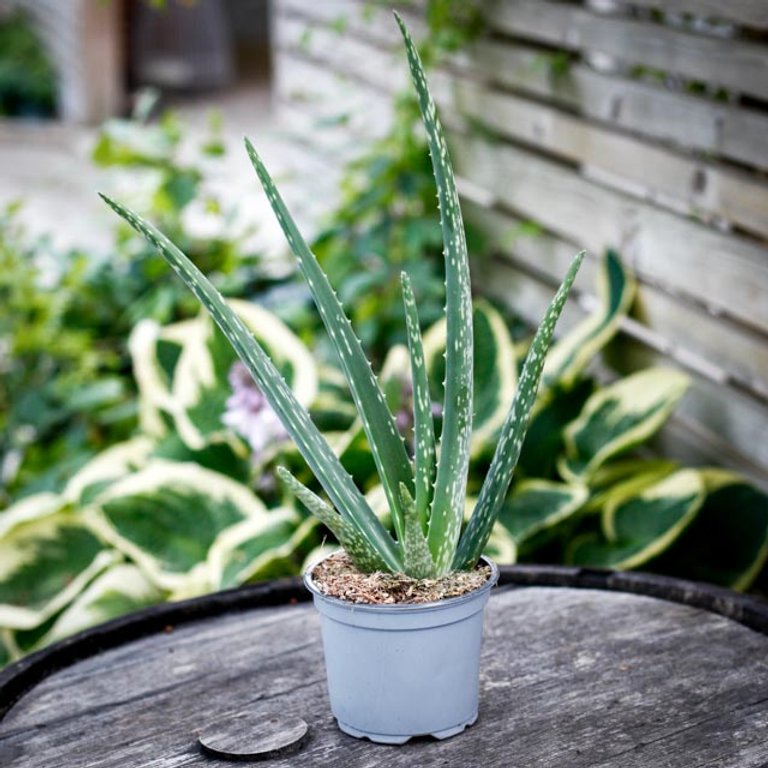 Aloe Vera 12 cm