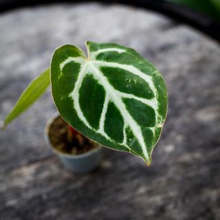 Anthurium clarinervium 6 cm - Nervkalla